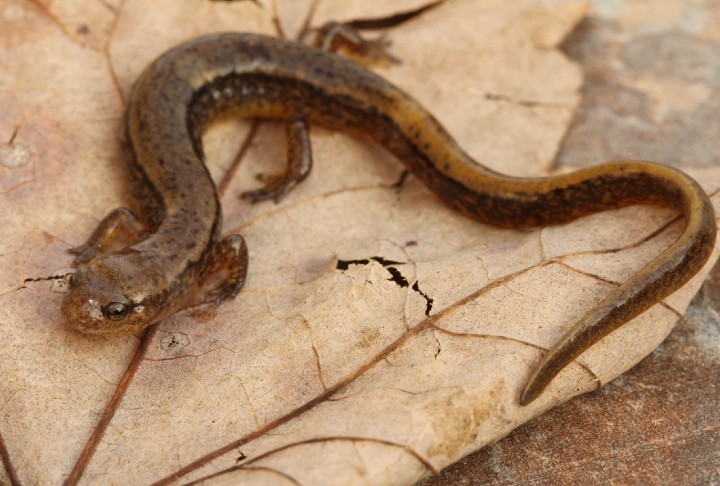 Northern Two-lined Salamander